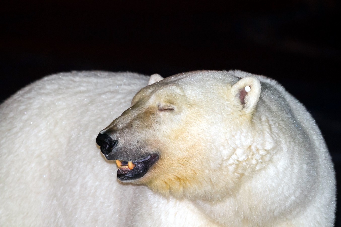 polar bear2